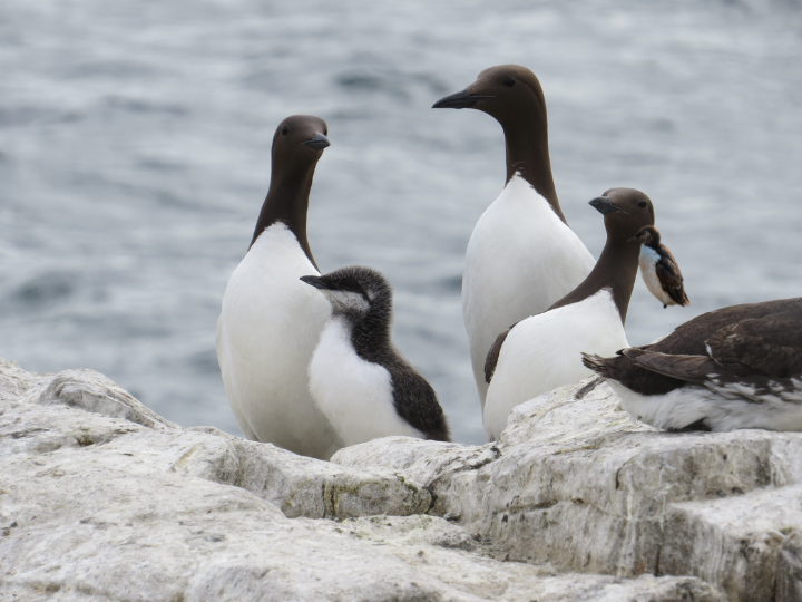 Abb. 17: Stella -Trottellummel - canva.com. 