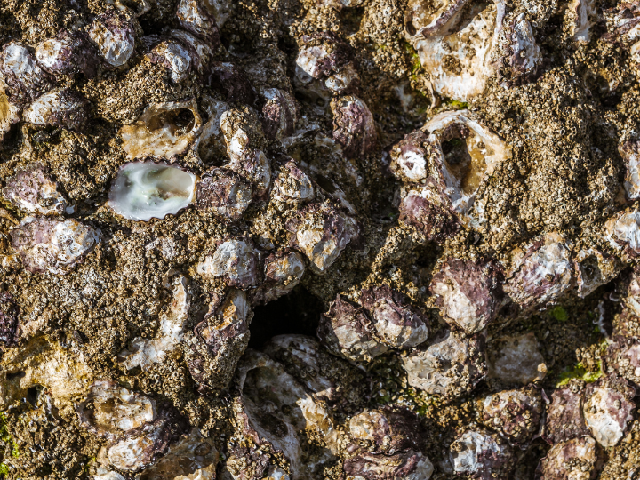 Abb. 18: pierivb -Trottellummen -canva.com.