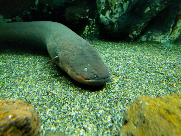 Abb. 19: Q studio - Aal - canva.com