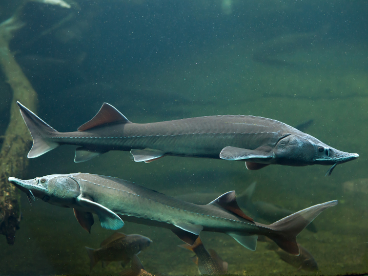 Abb. 20: wrangel - Stör - canva.com