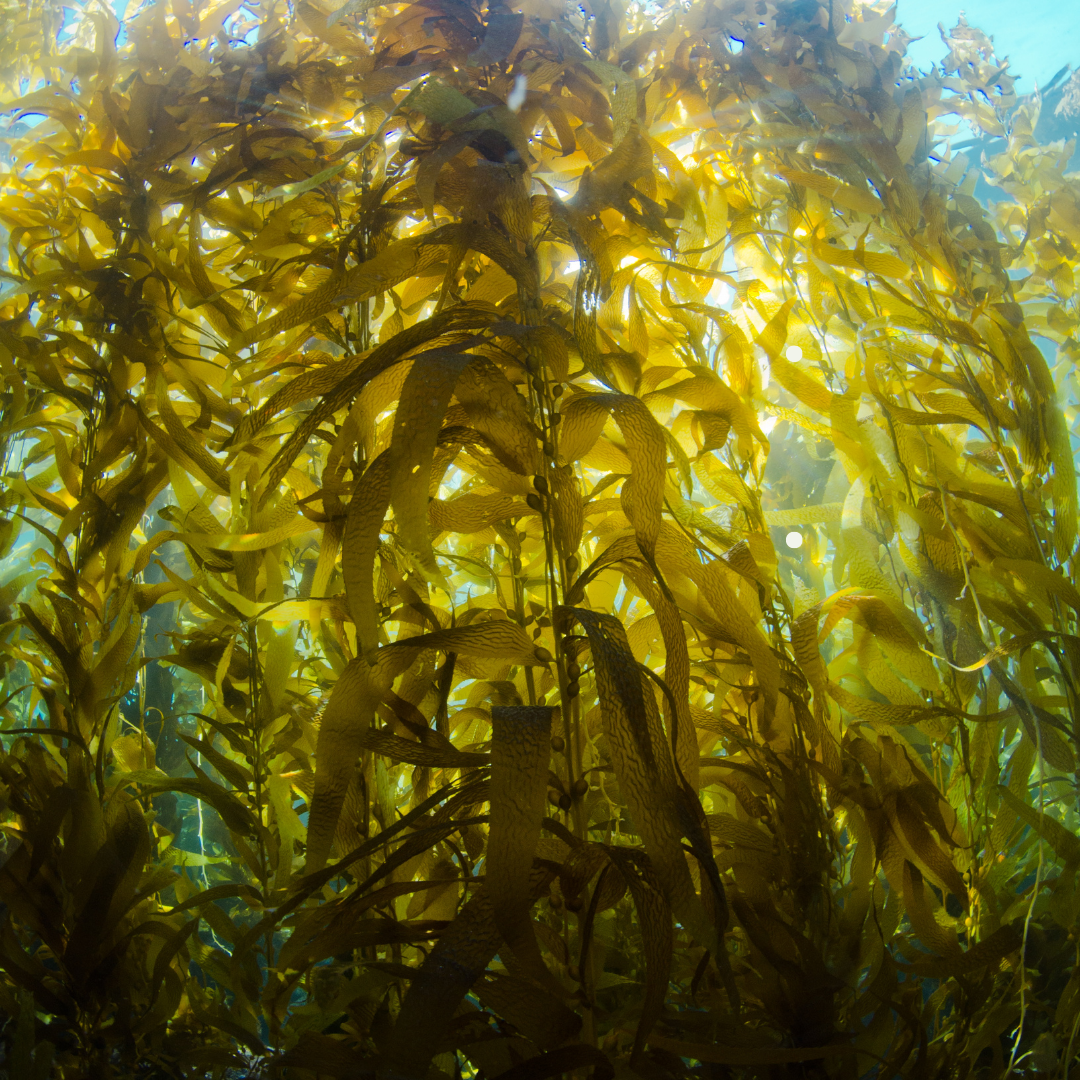 Abb. 16: Michael Zeigler - Kelp Forest - canva.com. 