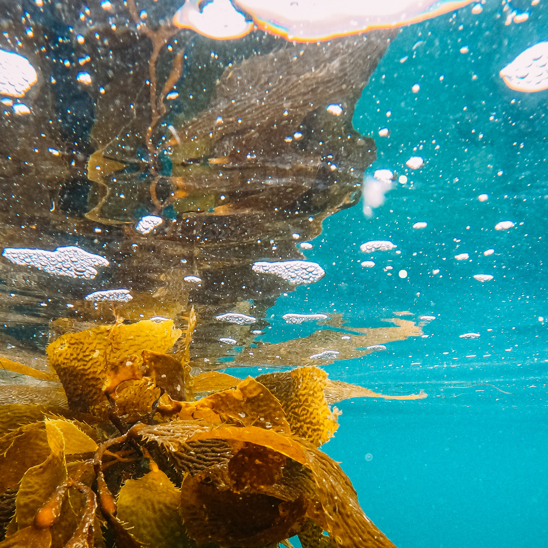 Abb. 17: Kindel Media - Kelp Underwater - canva.com. 