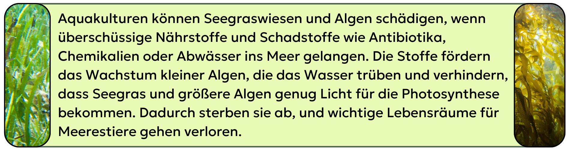 Seegraswiesen und Algenwiesen