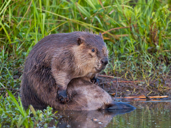 Abb. 7: Steve Creek - Ein Otter - canva.com.