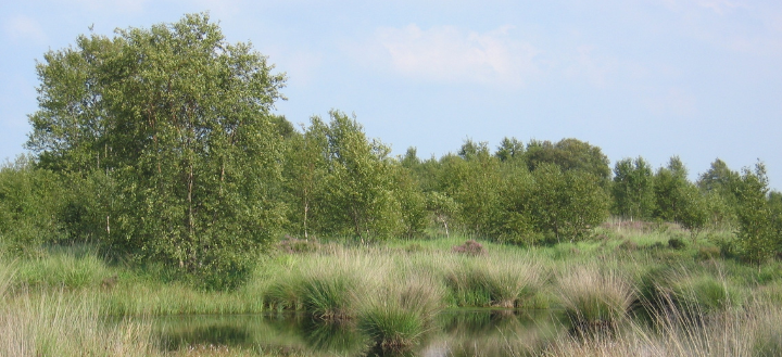 Abb. 6: Efraimstochter - Moorlandschaft - canva.com.