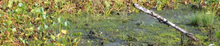 Abb. 3: Peggy_Marco - Das Moor - canva.com.