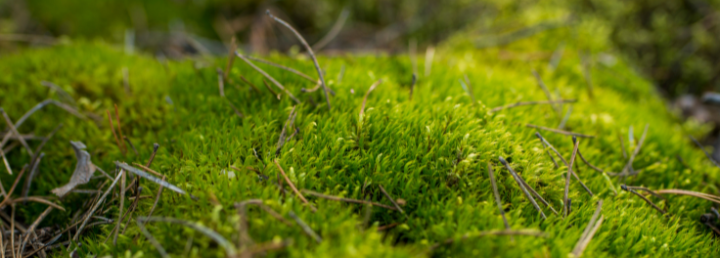 Abb. 7: Vadym Polenchuk -  Torfmoos -  canva.com.