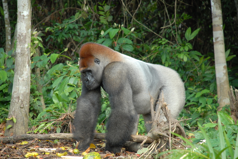 Abb. 6: Pierre Fidenci - Flachlandgorilla der im Kongobecken lebt- CC BY-SA 2.5.