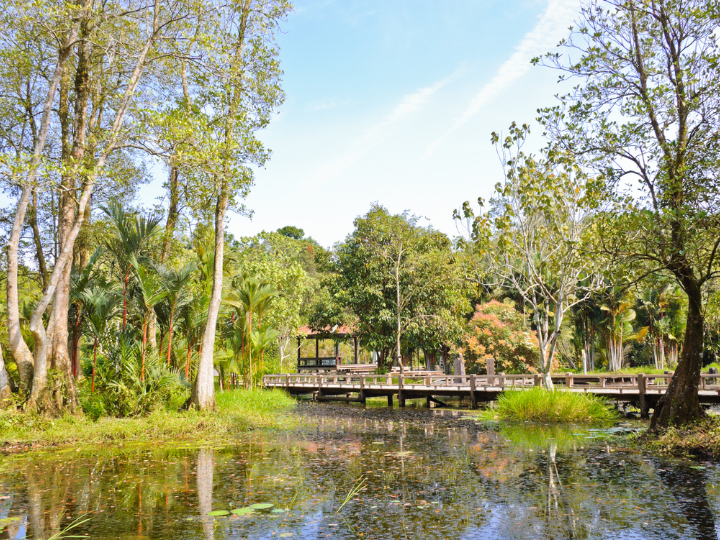 Abb. 12: boomsom - Torfmoorwald Thailand - canva.com.