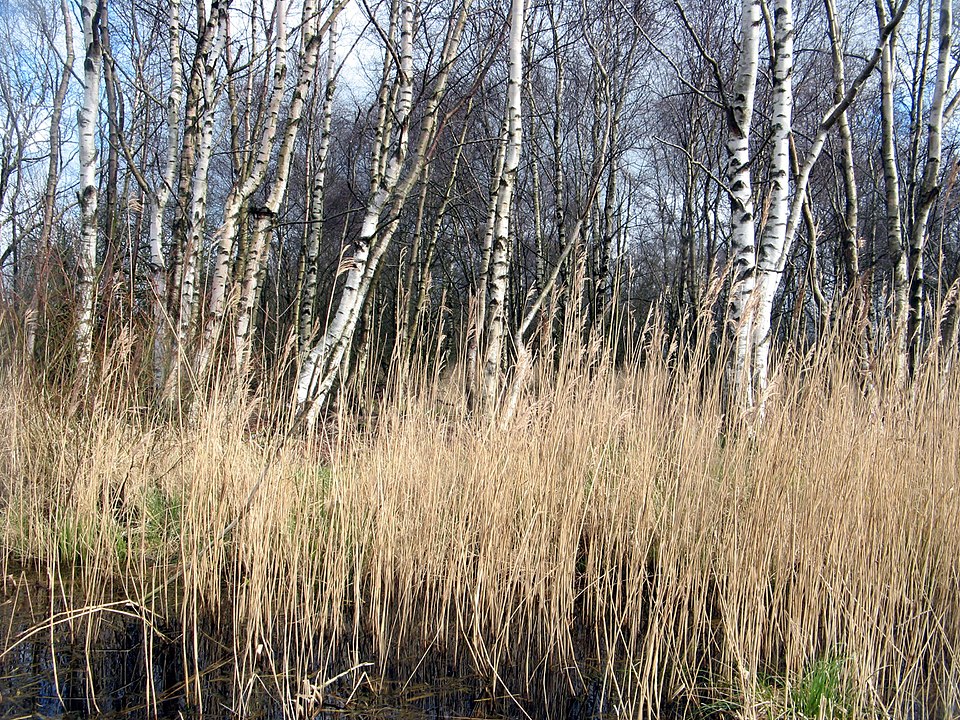 Abb. 11: Dirk Ingo Franke - Birken und Schilf im Weißen Moor, Neuenkirchen, Dithmarschen (Schleswig-Holstein). - CC BY-SA 2.0