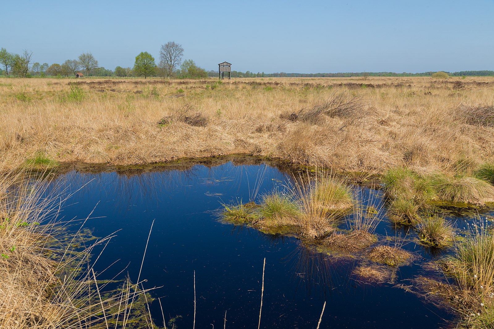 Abb. 4: Jan-Herm Hansen - Der Moortümpel im Recker Moor ist Teil des Naturschutzgebiets „Recker Moor“ in Recke (NRW) - CC BY-