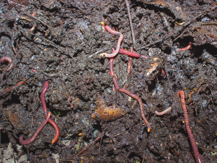 Abb. 14: Nikolay Ponomarenko  - Regenwürmer auf Humusblättern- und Stöcken - canva.com. 