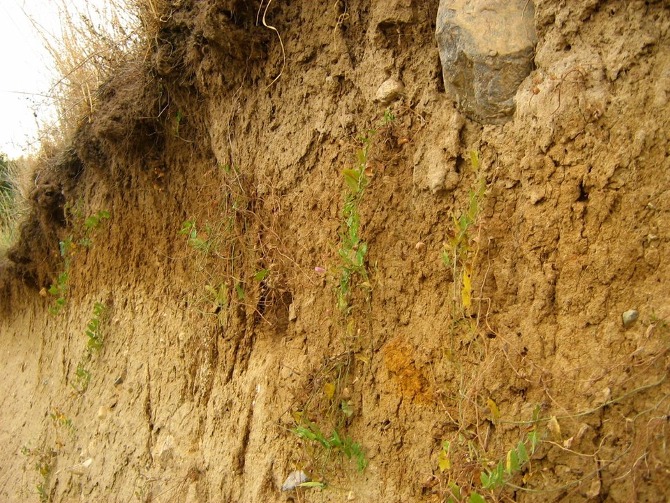 Abb. 15: Botaurus - Geschiebemergel einer Jungmoränenlandschaft (MV) zeigt den Verbraunungsprozess - PD. 