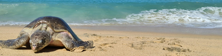 Abb. 10: Jonathan Reynaga - Schildkröte am Sandstrand - canva.com.