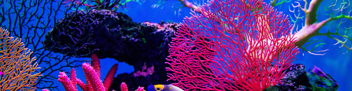 Abb. 11: hudiemm - Korallenriff - canva.com. 