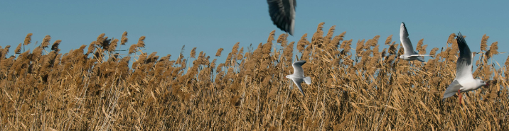 Abb. 13: Çiğdem Bilgin - Salzwiesen - canva.com.