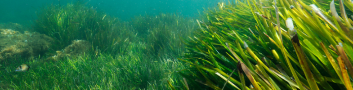 Abb. 14: Arnaud Abadie - Seegraswiese - canva.com. 