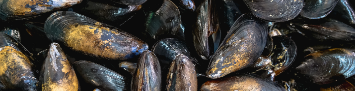 Abb. 15: Kindel Media - Muschelbank - canva.com. 