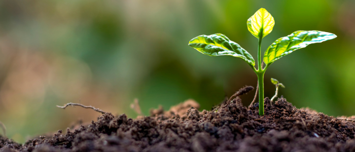 Abb. 7: Arthon meekodong - Junge Pflanzen wächst -  canva.com.