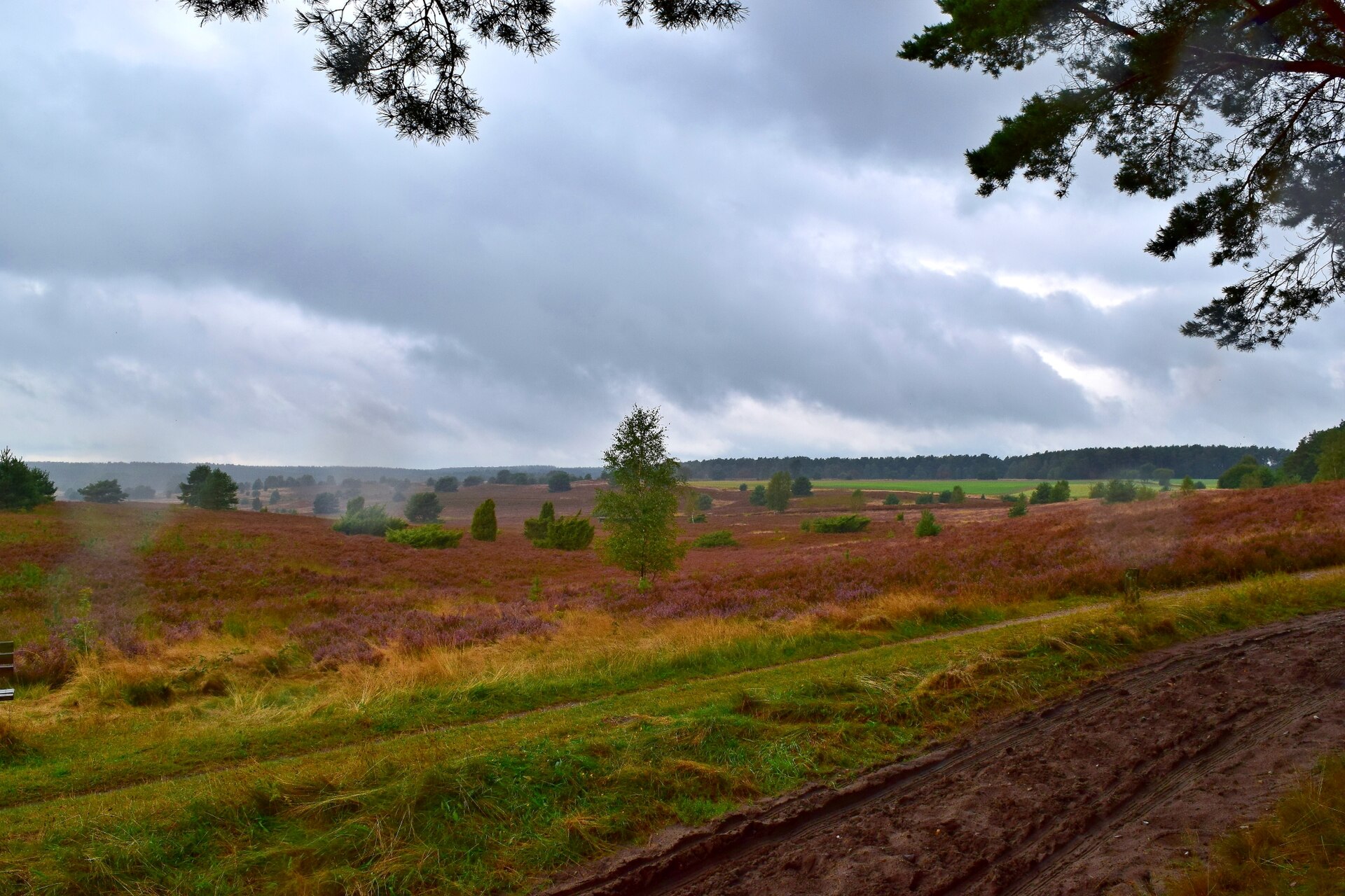 Abb. 12: Ludwig Bickel - Lüneburger Heide - CC BY-SA 4.0.