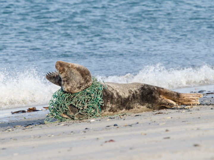 Abb. 19: Elles Rijsdijk - Seerobbe in gefangen in einem Fischernetz - canva.com. 