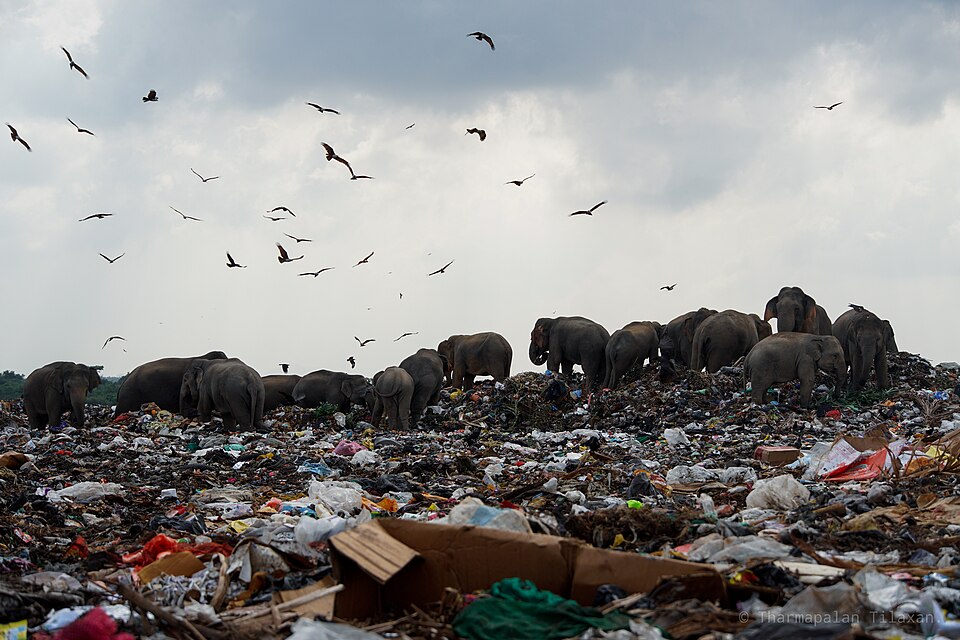 Abb. 36: Tharmapalan Tilaxan - Eine Elefantenherde in Ampara im Osten Sri Lankas, die sich vom Plastik ernährt - CC BY-SA 4.0