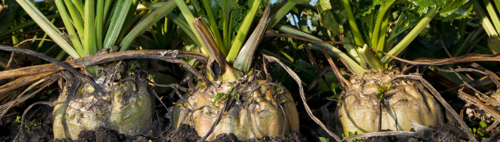 Abb. 37: Matauw  - Zuckerrübenfeld - canva.com. 