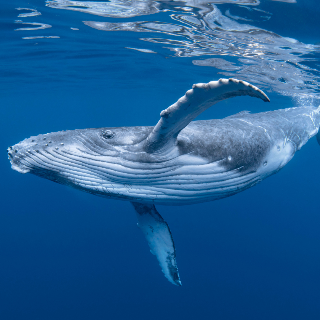 Abb. 6:&nbsp; Craig Lambert - Baby Buckelwal - canva.com. 