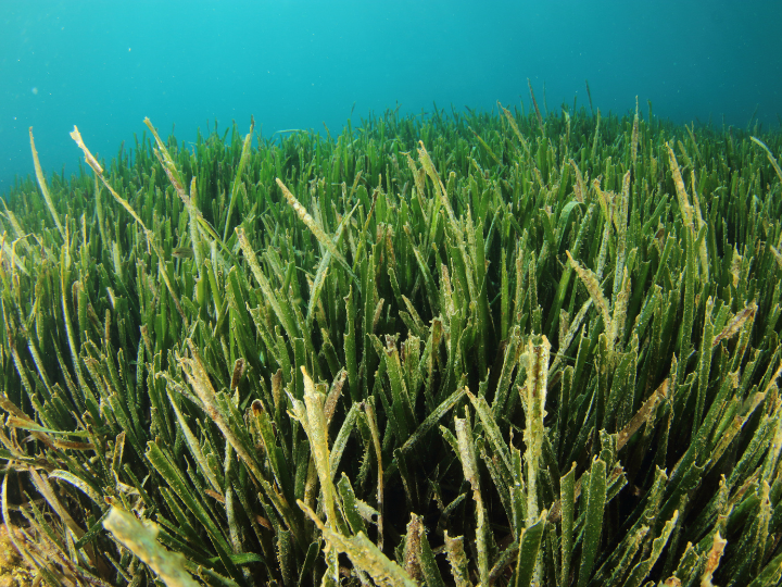 Abb. 23: Arnaud Abadie - Posidonia seagrass meadow - canva.com. 