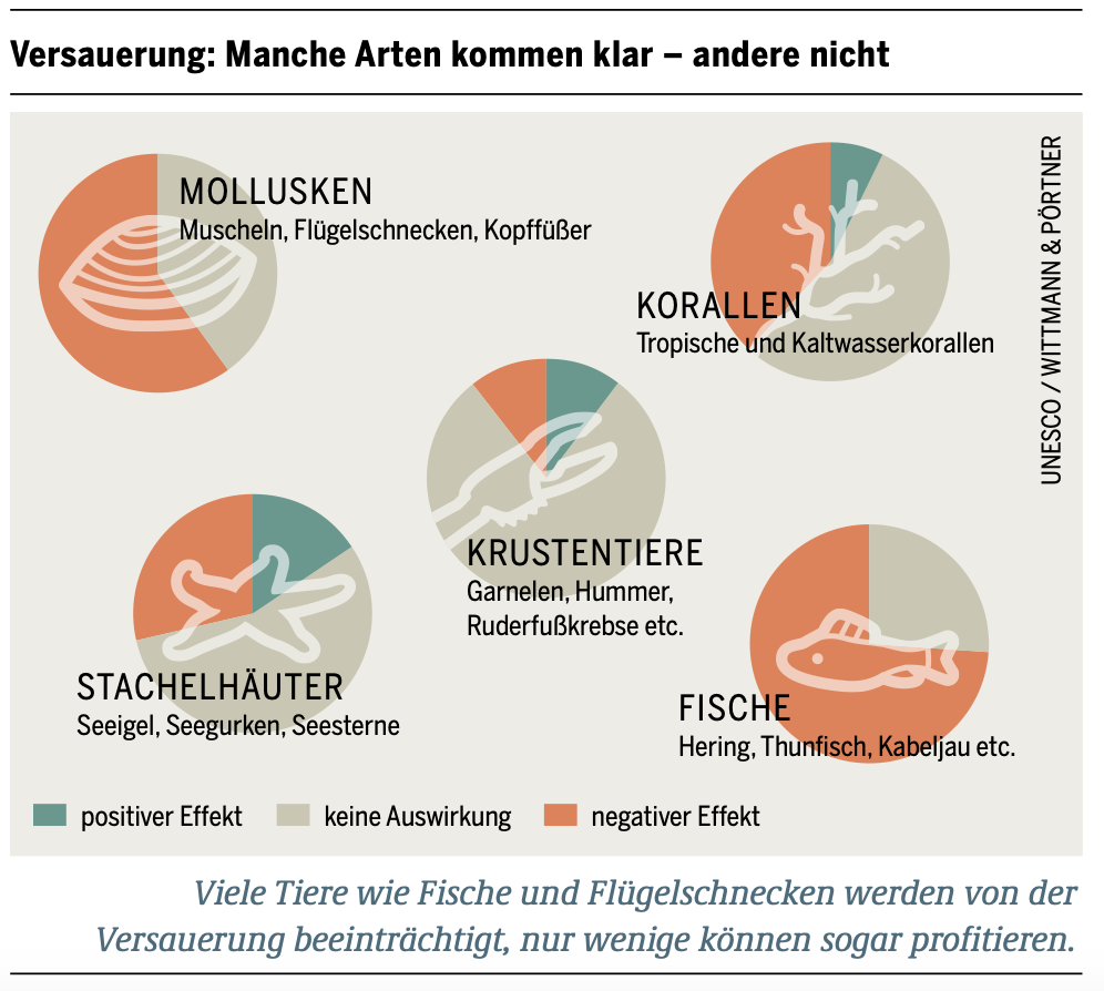 Abb. 7: UNESCO/WITTMANN&PÖRTNER - Versauerung: Manche Arten kommen klar - CC BY 4.0. 