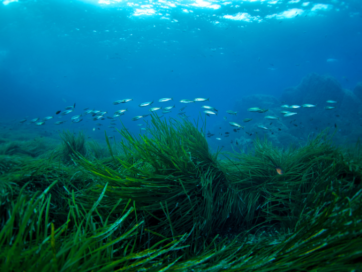 Abb. 20: Vpommeyrol - Seegraswiese - canva.com. 