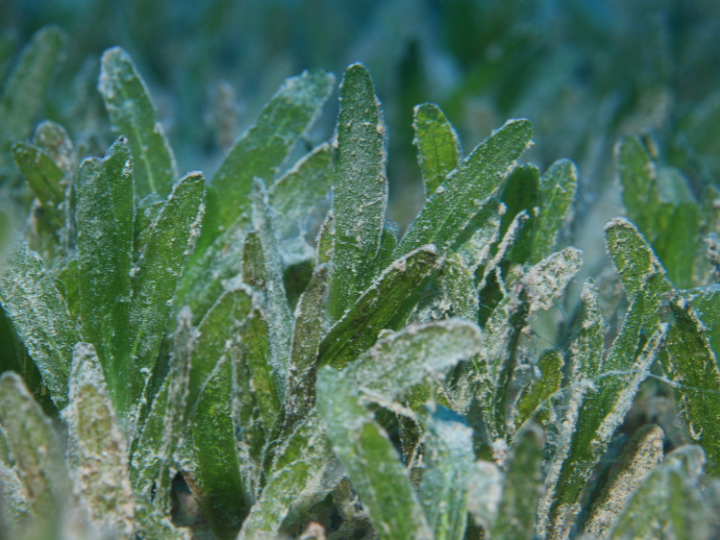 Abb. 19: subaquapix - Seegrashalme - canva.com. 