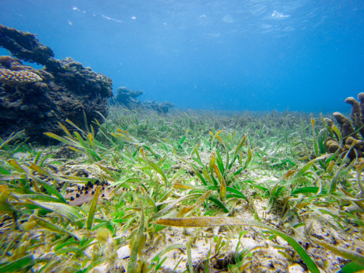 Abb. 21: Prakas santoso - Seegras am Boden -  canva.com. 