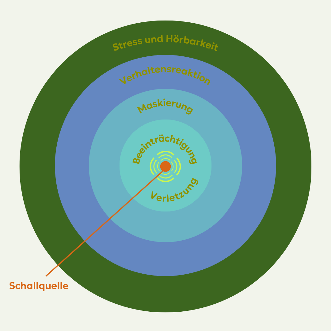 Abb. 4:&nbsp;mycelia gGmbH - Schall-Effekt auf Meerestiere (von Dr. Klaus Lucke) - Individuelle Nutzungsgenehmigung.