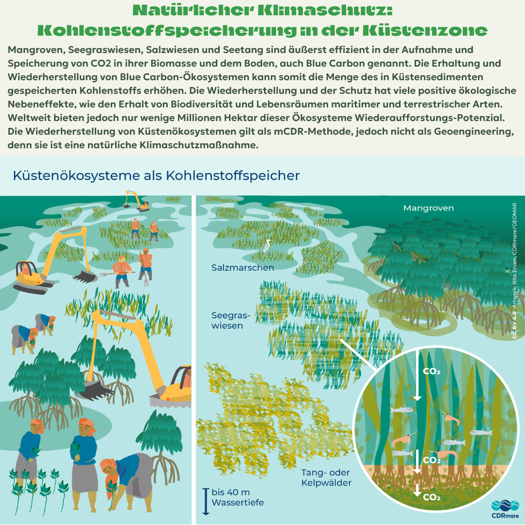 Kohlenstoffspeicherung in der Küstenzone