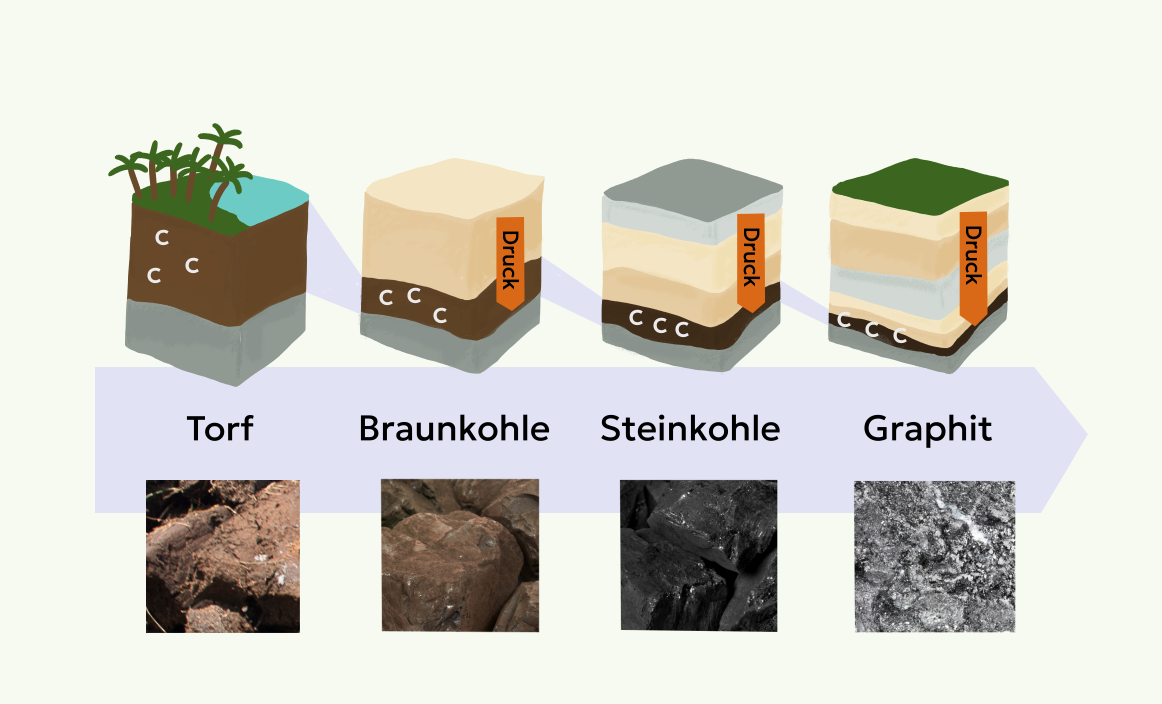 Abb. 6: mycelia gGmbH - Entstehung von Kohle - CC BY-SA.