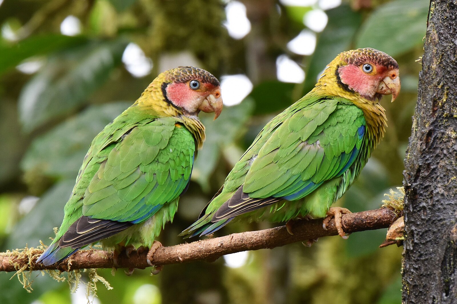 Zwei Rosenwangenpapageien an einer Futterstelle im Regenwald, Ecuador.