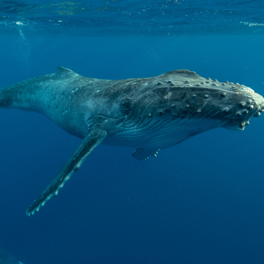 Abb. 7: UWPhotog - Humpback Whale -&nbsp;canva.com. Von Getty Images.&nbsp;