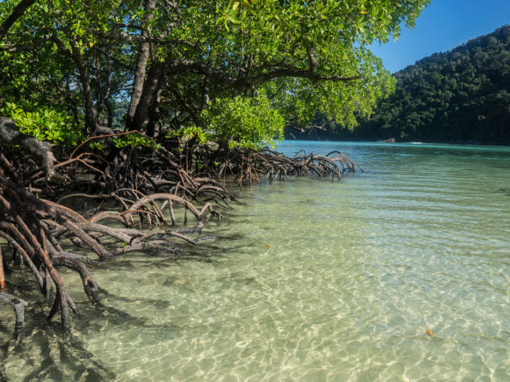 Abb. 47: skif - Mangroven - canva.com.  