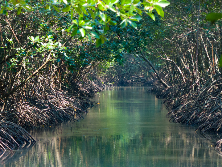 Abb. 48: Teestock - Mangroven-Wälder - canva.com. 