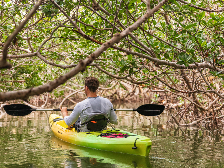 Abb. 50: Maridav - Kayaktour in einem Mangroven-Tunnel - conva.com. 