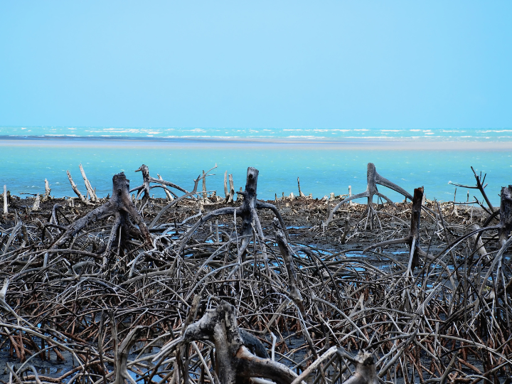 Abb. 51: QwazzMe Photo - Mangroven sterben - canva.com. 