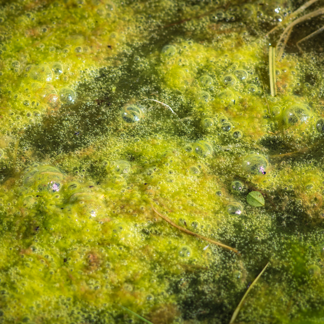 Abb. 21: Science Photo Library - Algenverschmutzung - canva.com. 